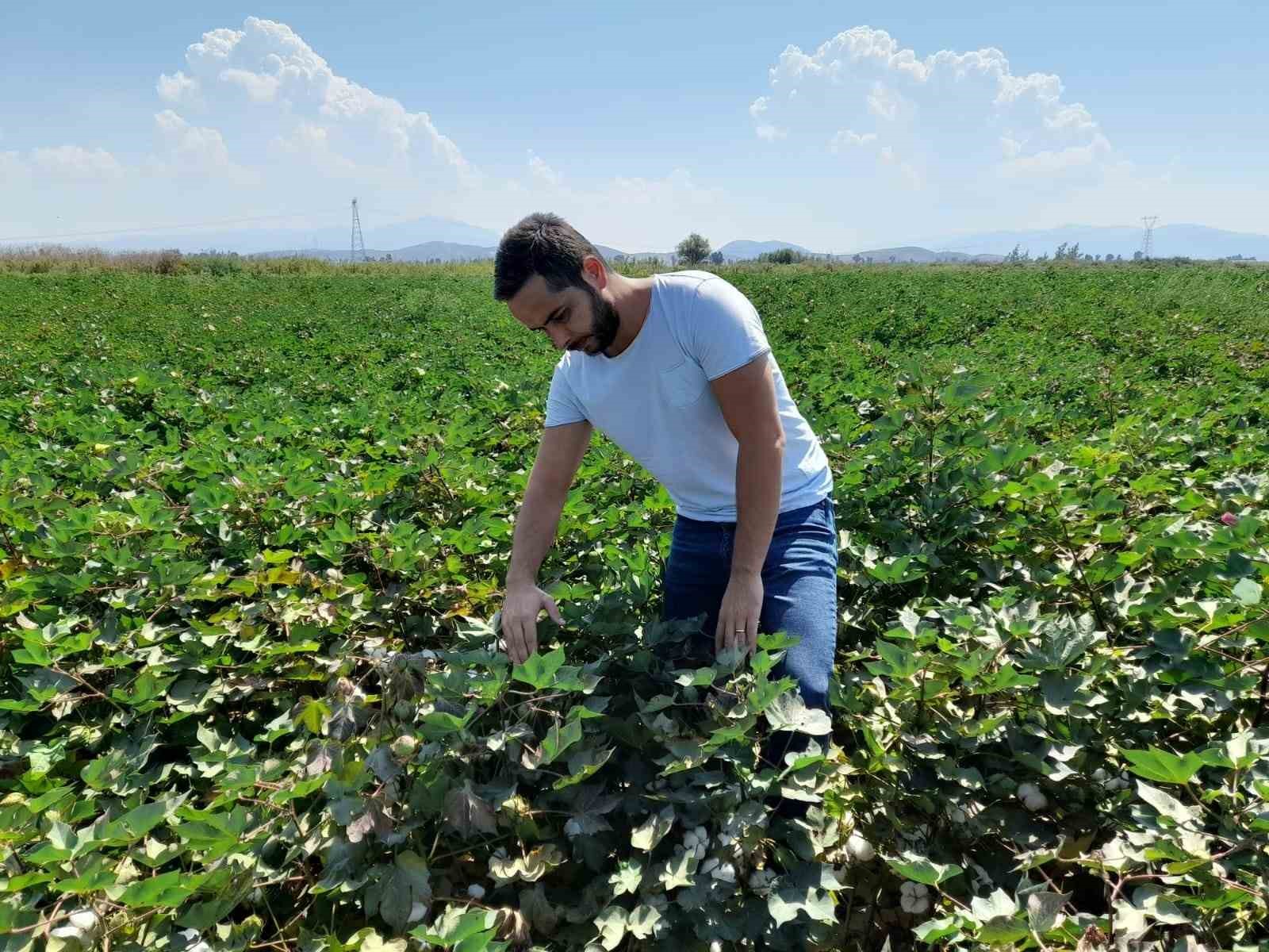 Söke’de dikenli kurt popülasyonunda artış tespit edildi
