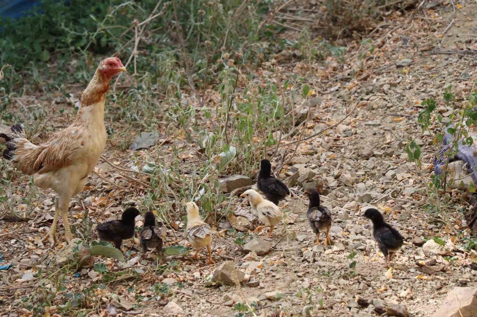 Oltu’da civciv ilk yardım ile hayata döndürüldü
