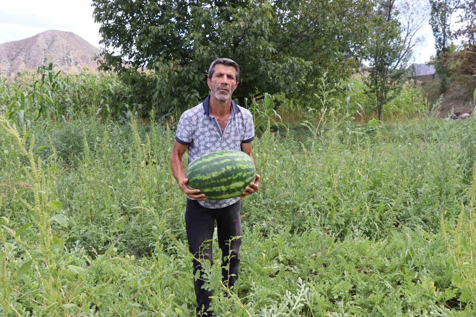 Oltu’da yerli üretim karpuz ilgi görüyor
