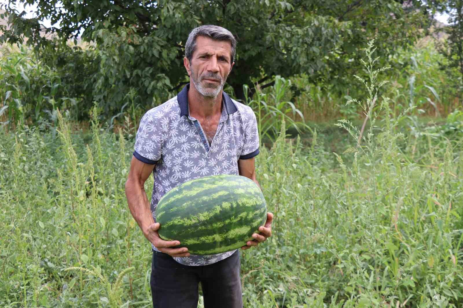 Oltu’da yerli üretim karpuz ilgi görüyor
