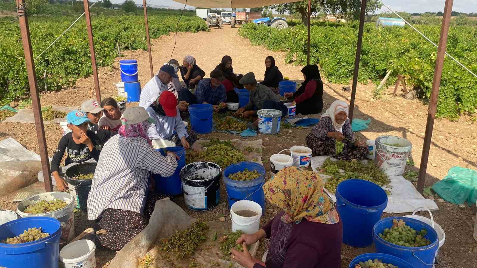 Peygamber üzümünün kurutulma yolculuğu başladı
