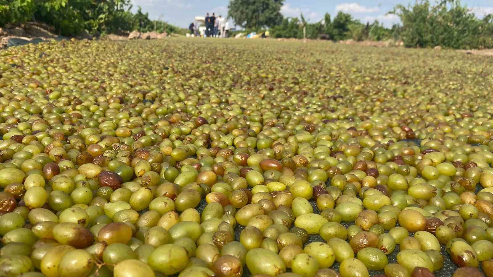 Peygamber üzümünün kurutulma yolculuğu başladı
