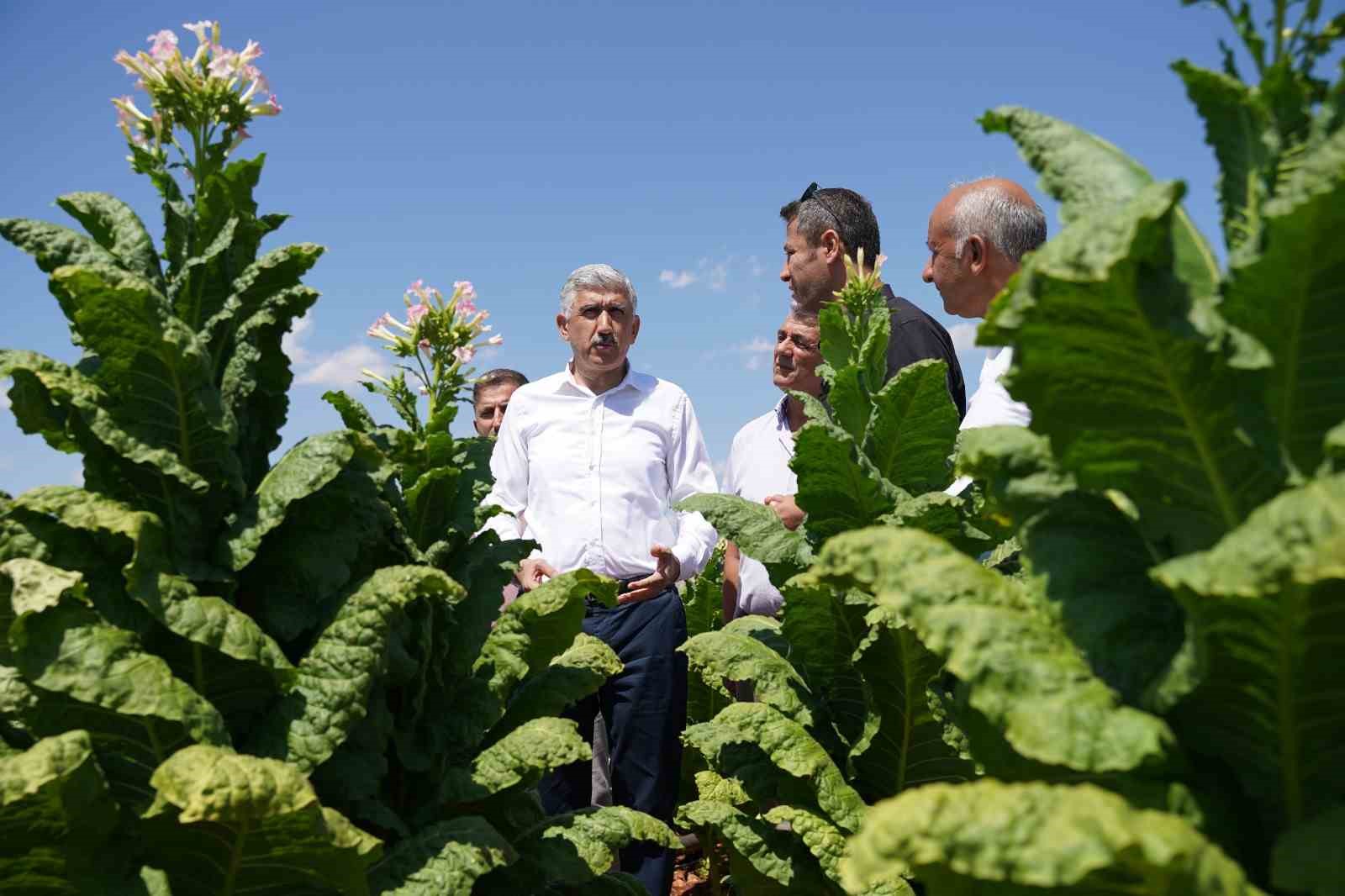 Başkan Hallaç, badem hasadına katıldı
