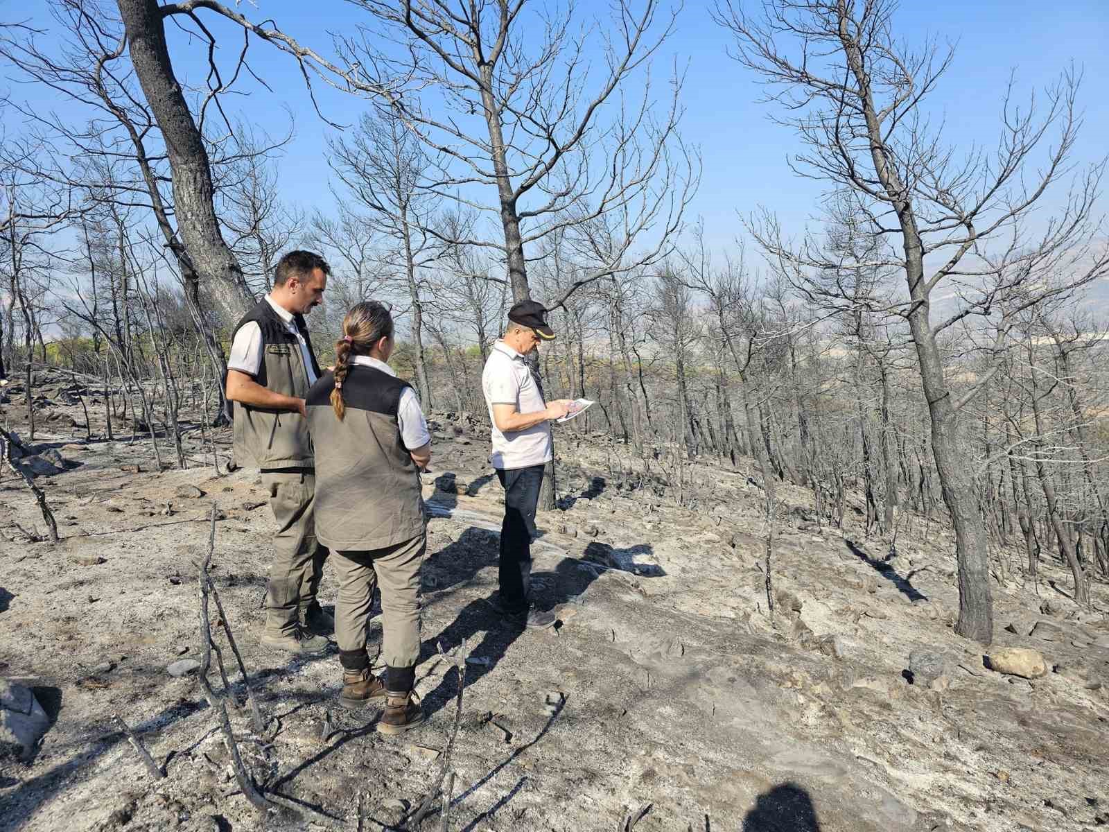 Muğla’da yanan orman alanlarında yeşillendirme çalışmaları başladı
