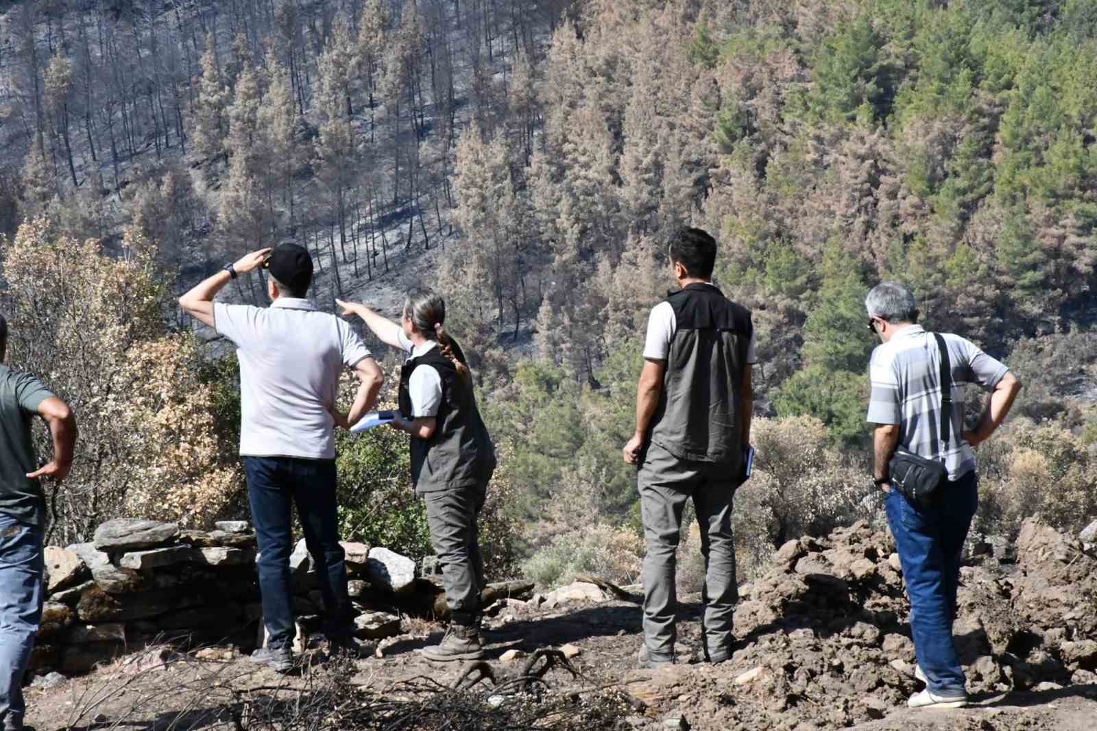 Muğla’da yanan orman alanlarında yeşillendirme çalışmaları başladı
