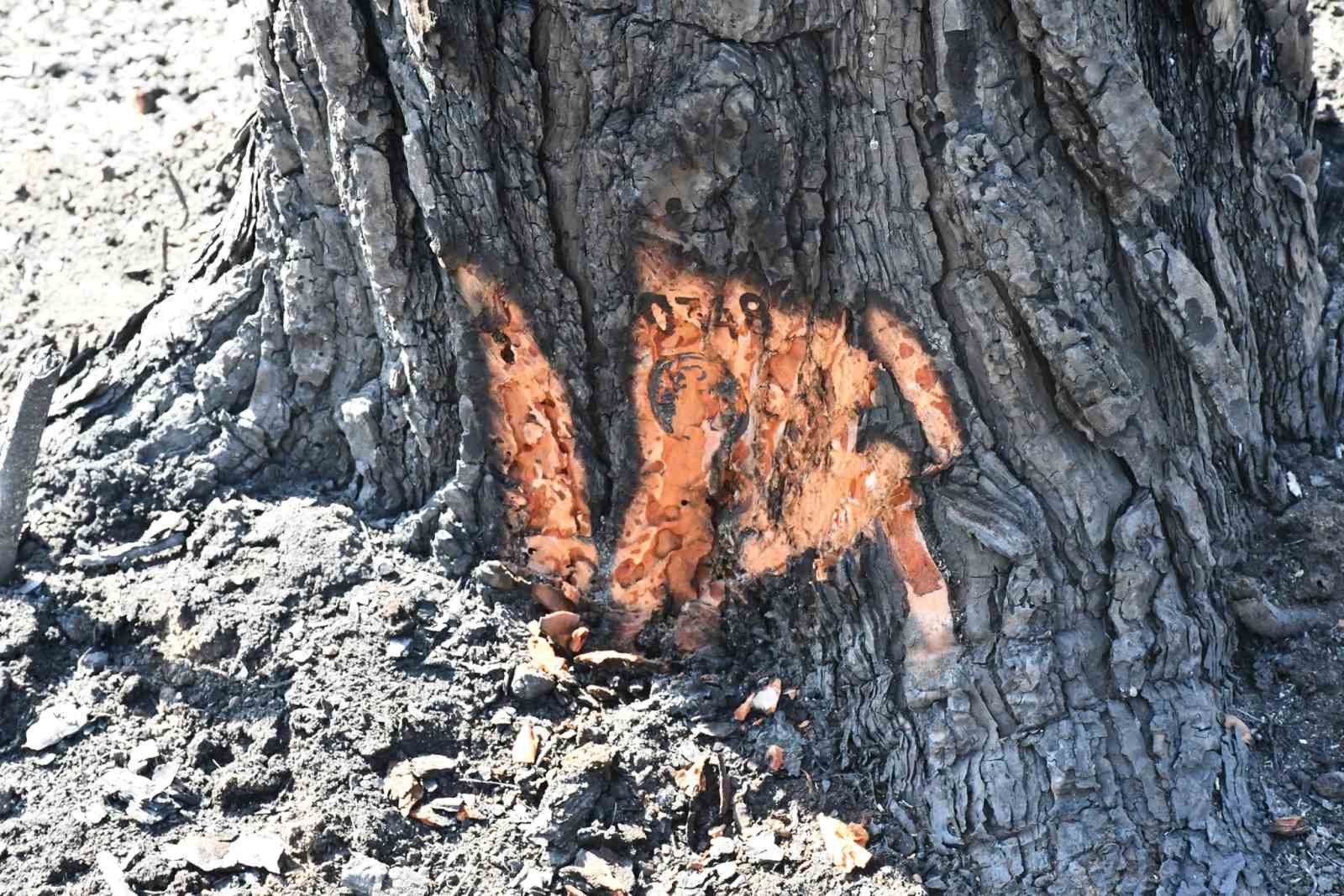 Muğla’da yanan orman alanlarında yeşillendirme çalışmaları başladı
