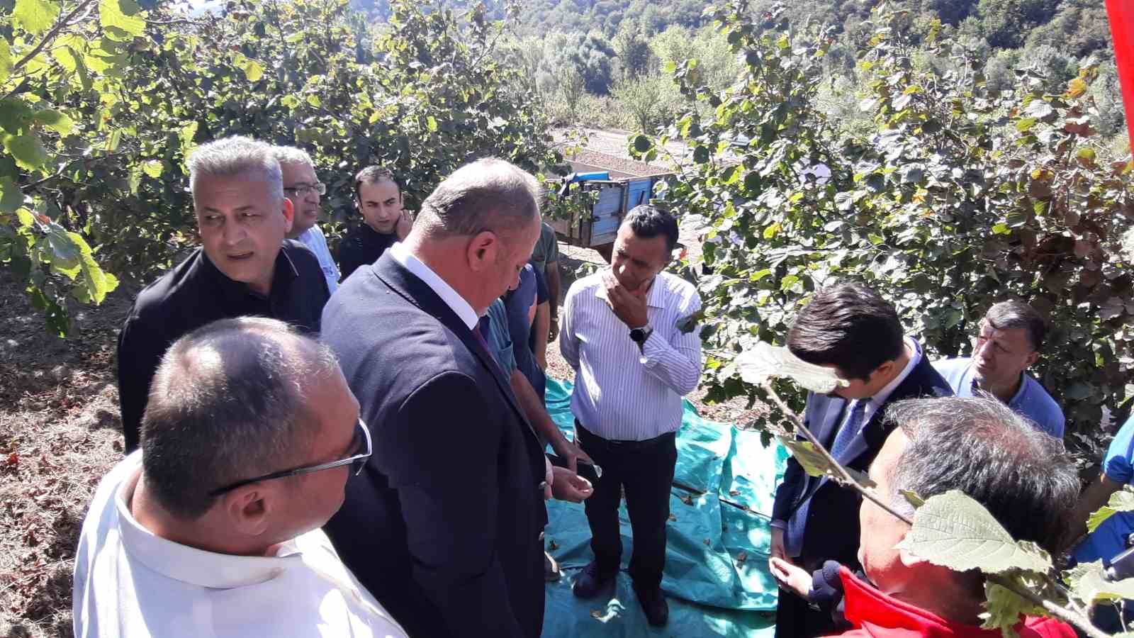 Bolu’da fındıkta hasat zamanı
