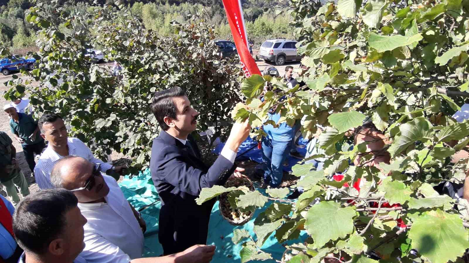 Bolu’da fındıkta hasat zamanı
