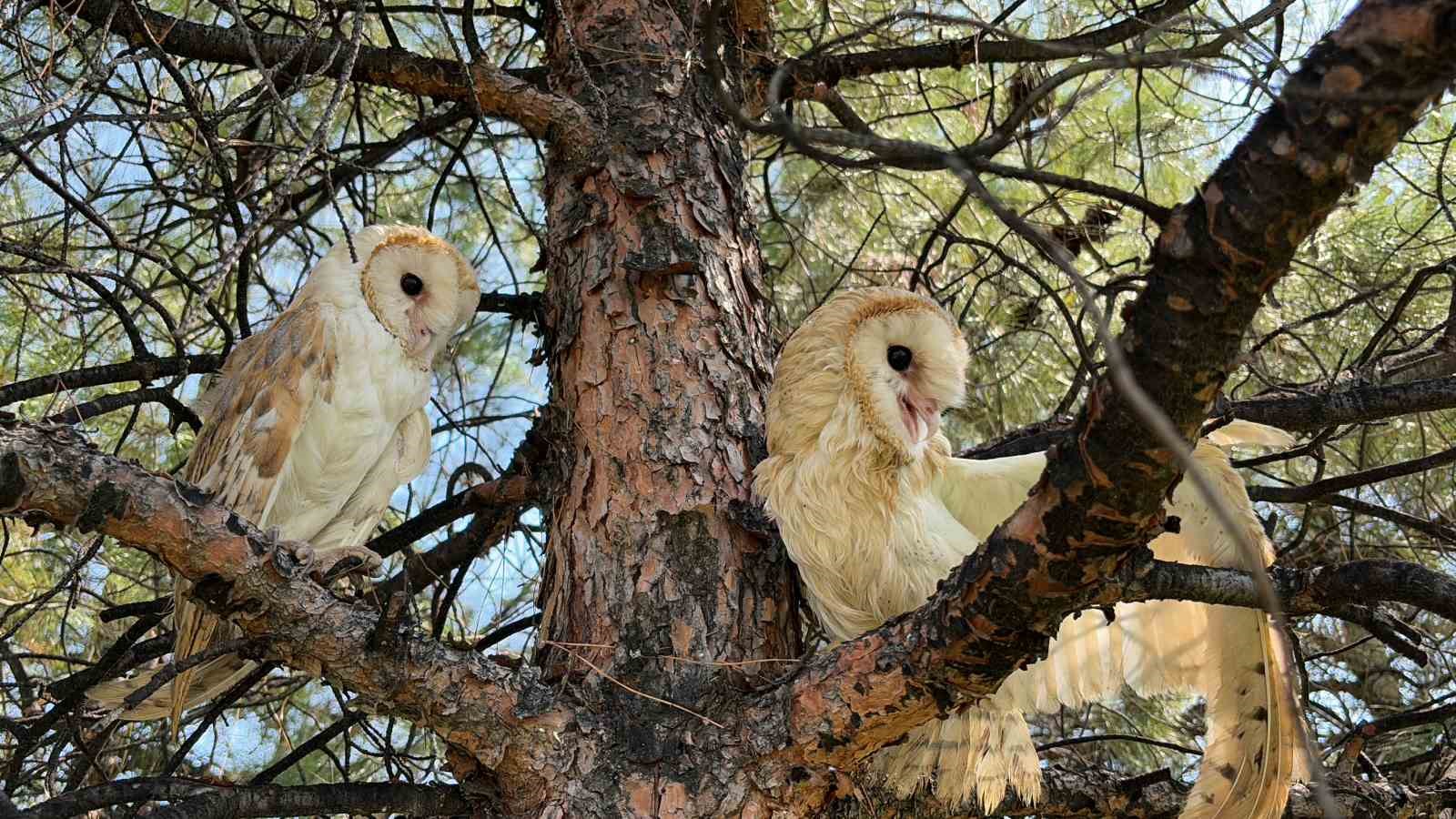 Yaban dostları doğal hayatlarına kavuştu
