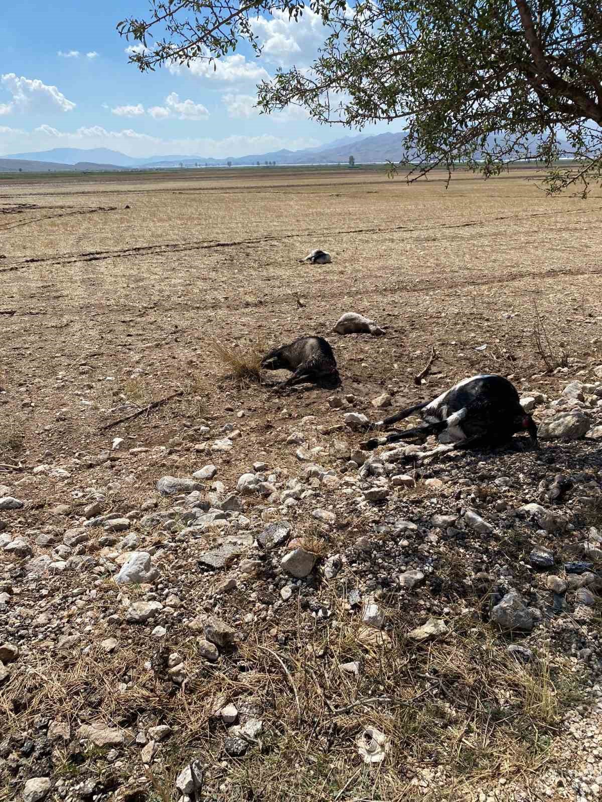 Korkuteli’nde su baskını sebebiyle onlarca hayvan telef oldu
