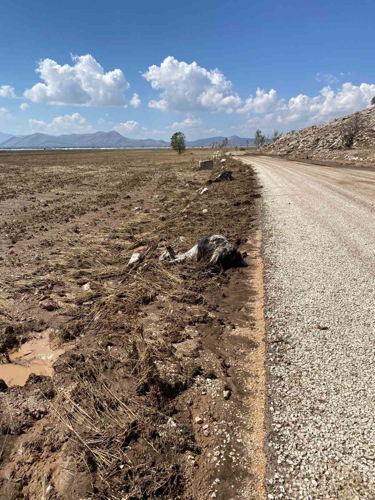 Korkuteli’nde su baskını sebebiyle onlarca hayvan telef oldu
