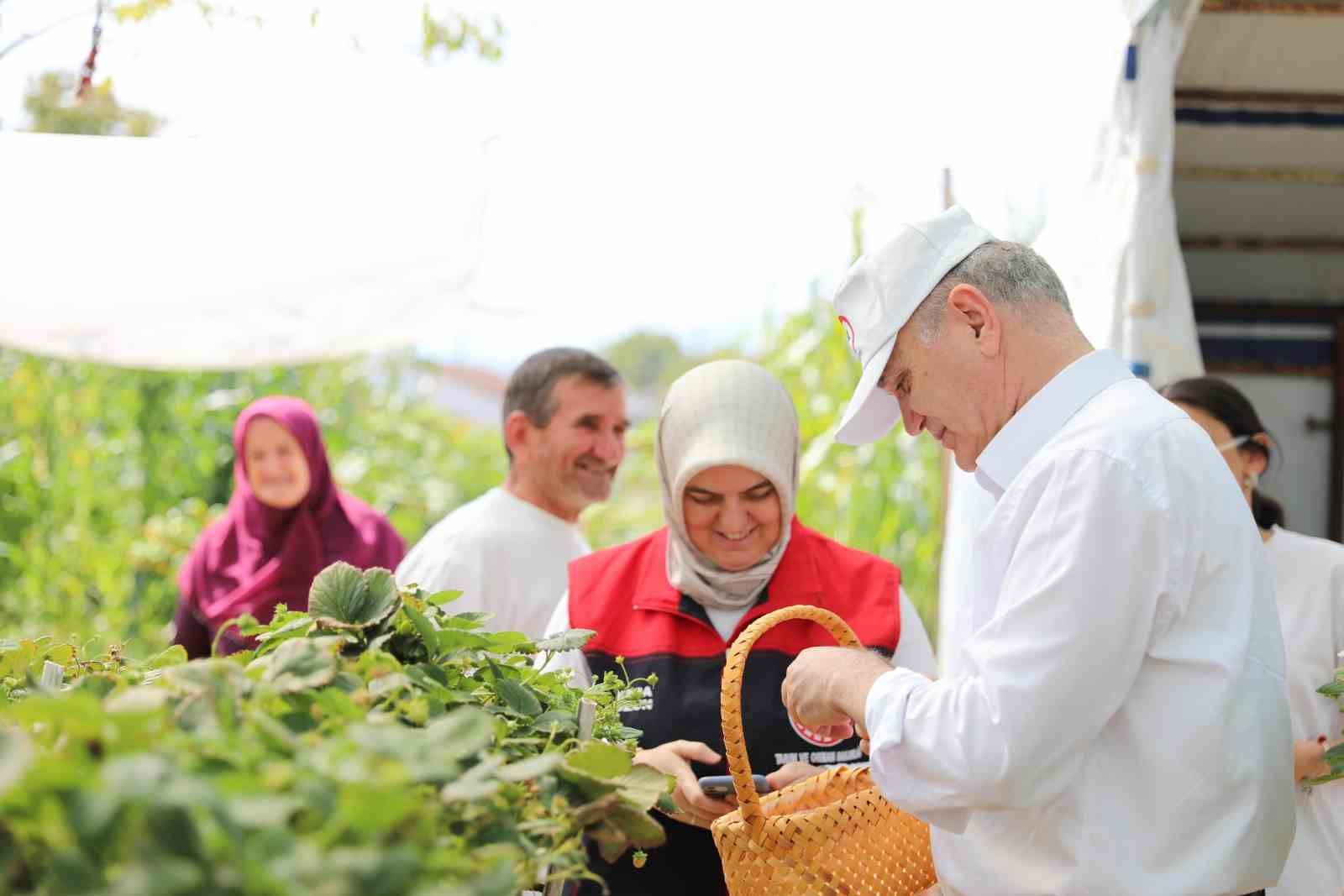 Topraksız tarım ile çilek üretiyor
