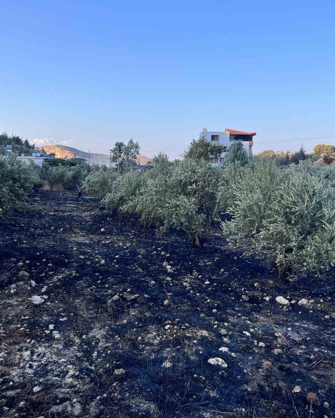 Antakya’da zeytinlik alanda çıkan yangın büyümeden söndürüldü
