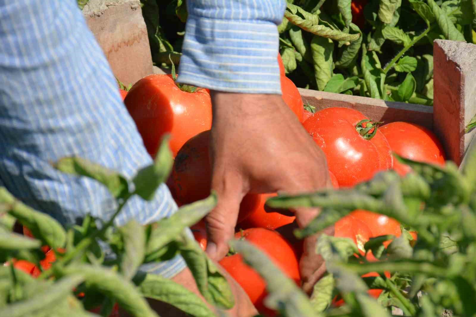 Meşhur Ayaş domatesini eken çiftçi sayısı azaldı
