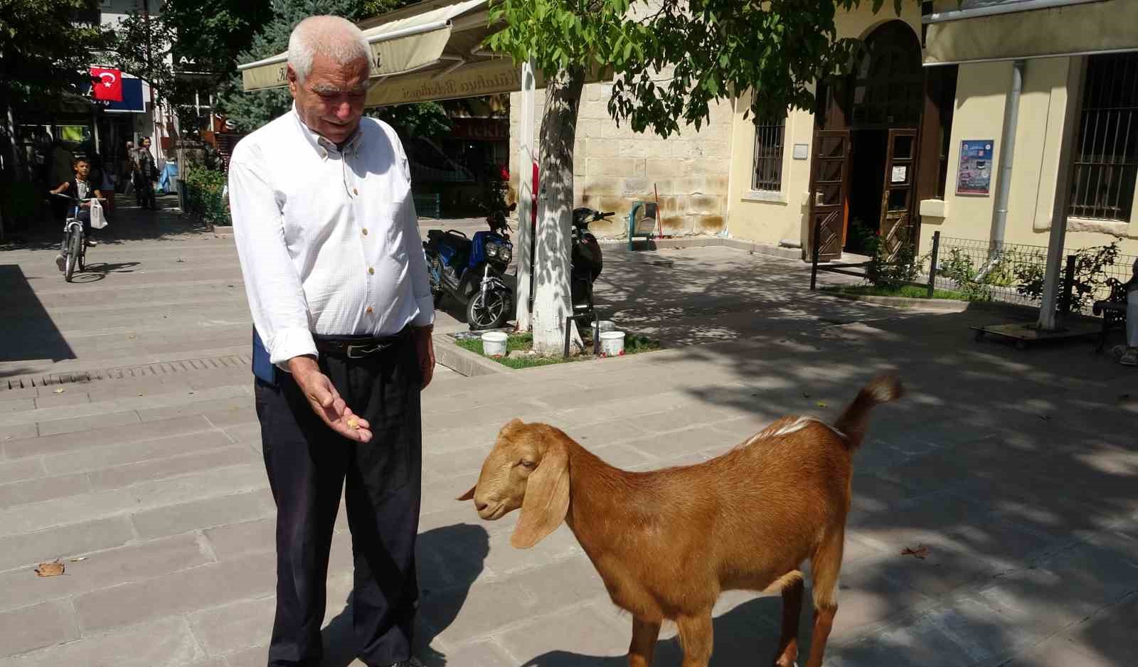 Evladı gibi sevdiği keçiyi yanından ayırmıyor
