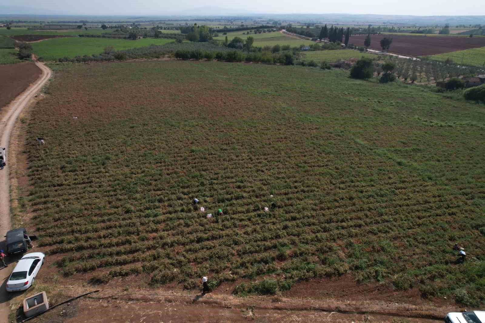 (Özel) Sosyal medyada çağrı yaptı, tarlada kalan domatesi bedava dağıttı
