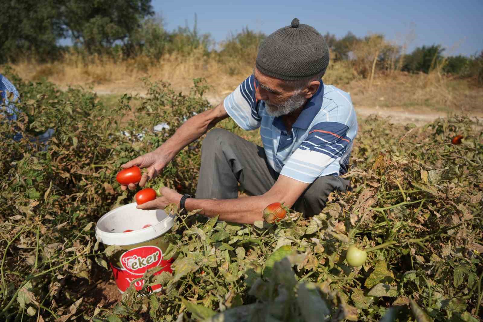 (Özel) Sosyal medyada çağrı yaptı, tarlada kalan domatesi bedava dağıttı
