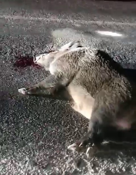 Karayoluna çıkan domuz kazaya neden oldu
