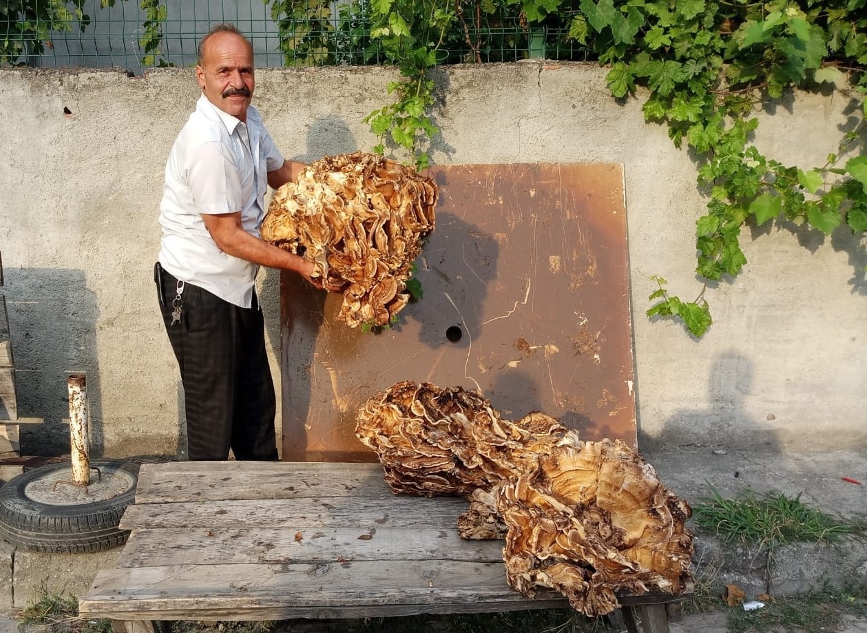 Ormanda 40 kilogramlık mantar buldu, 2 bin TL’ye sattı
