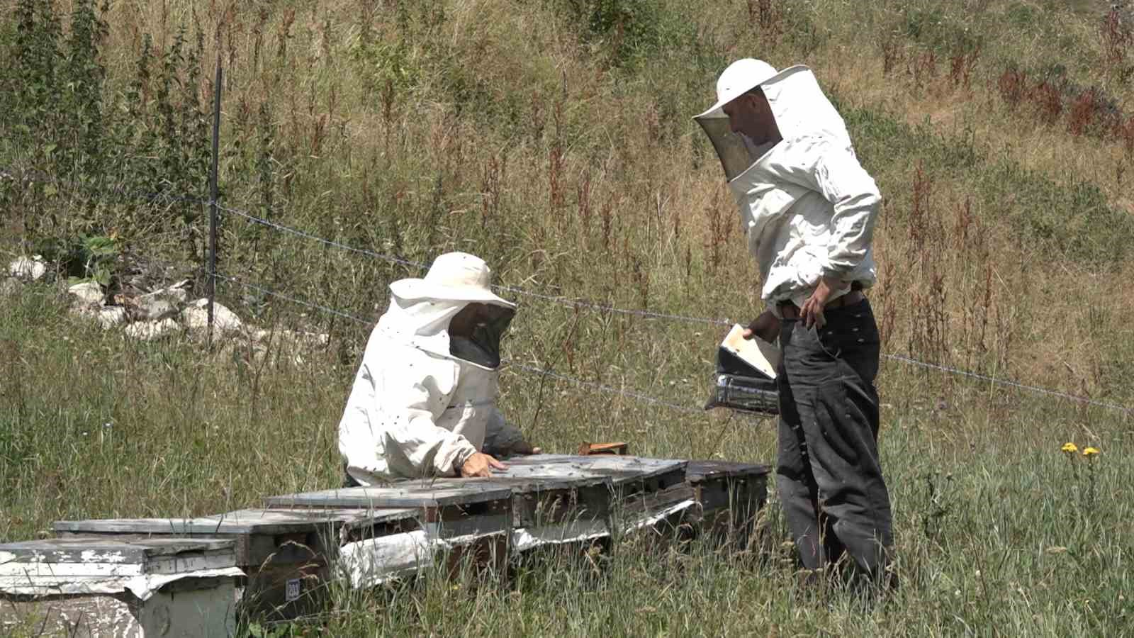 Anzer Balı’nda sağım tamamlandı
