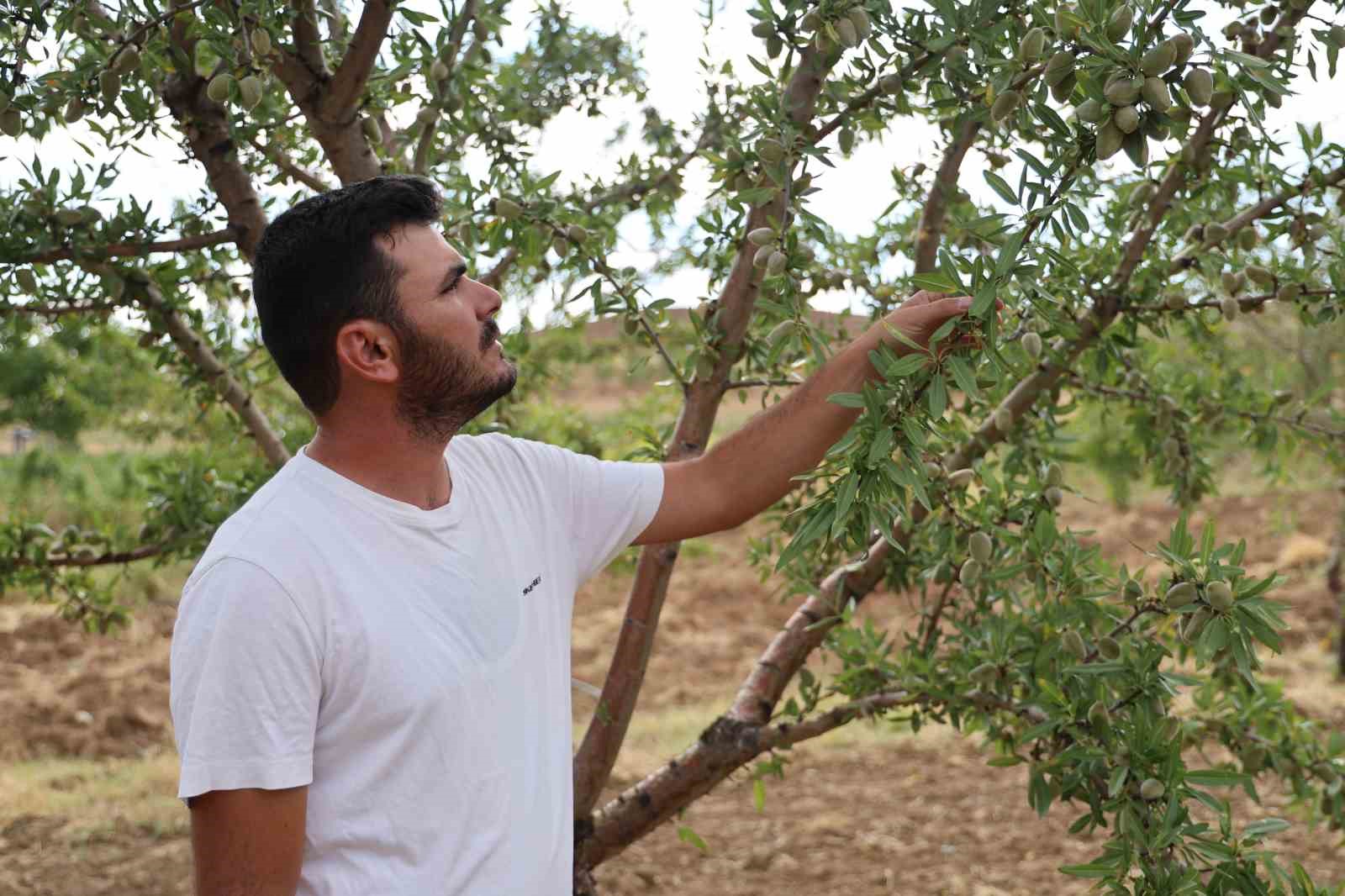 Söylenenlere kulak asmadı, 11 yılın ardından hasat etmeye başladı
