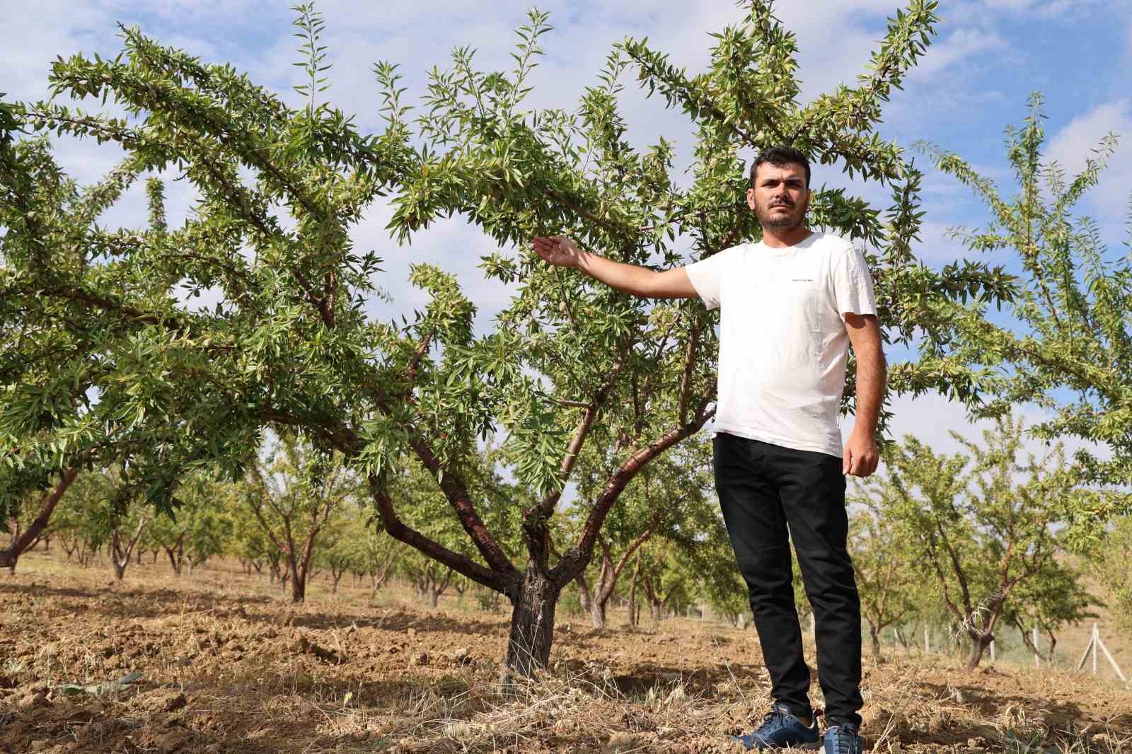 Söylenenlere kulak asmadı, 11 yılın ardından hasat etmeye başladı
