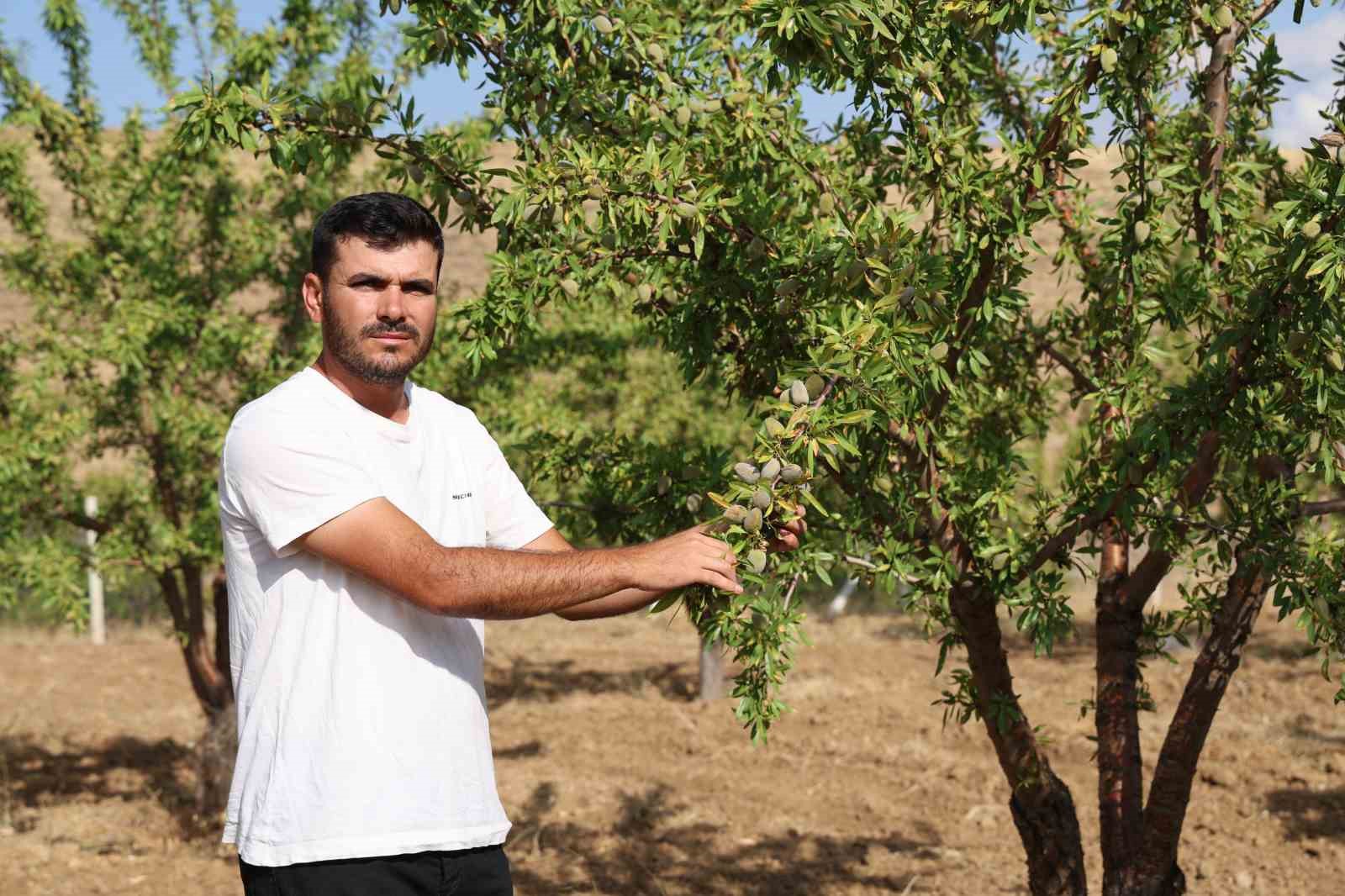 Söylenenlere kulak asmadı, 11 yılın ardından hasat etmeye başladı
