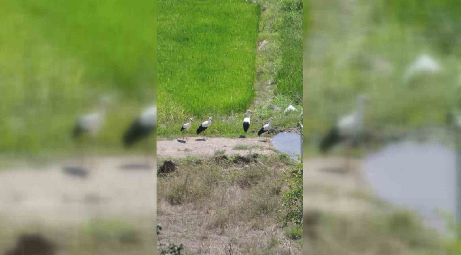 Sinop’ta leylekler doğaya salındı
