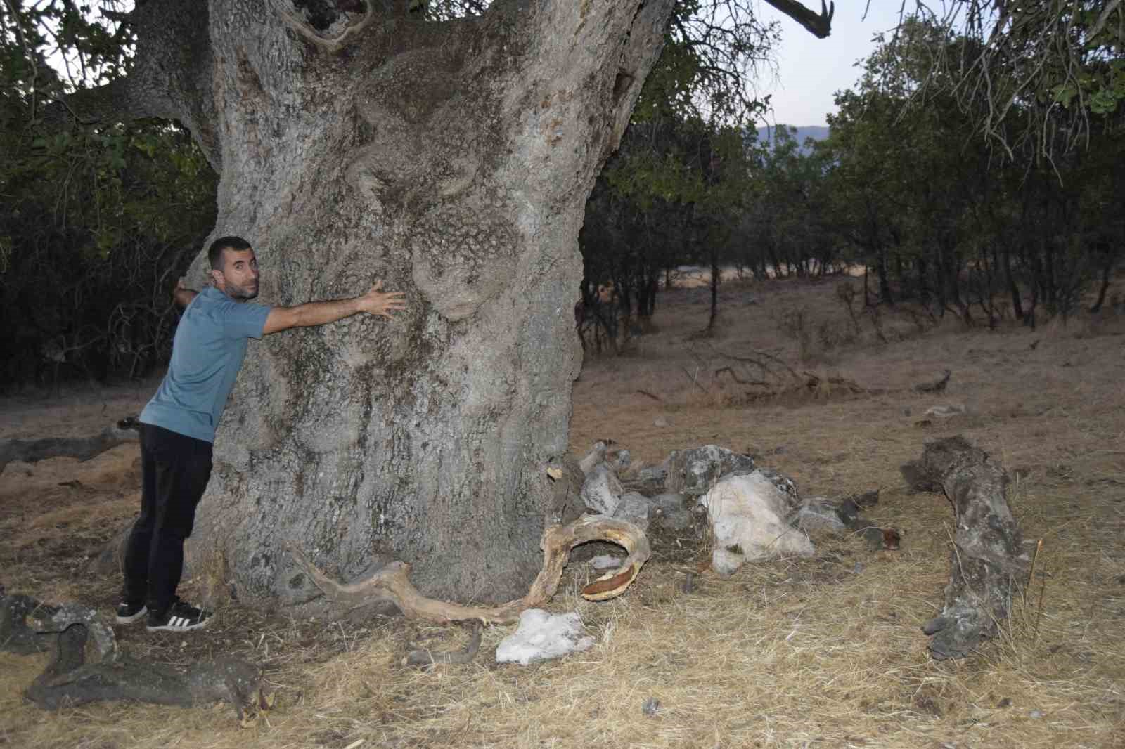 Diyarbakır’da asırlık bıtttım ağacının anıt olarak tescillenmesi isteniyor
