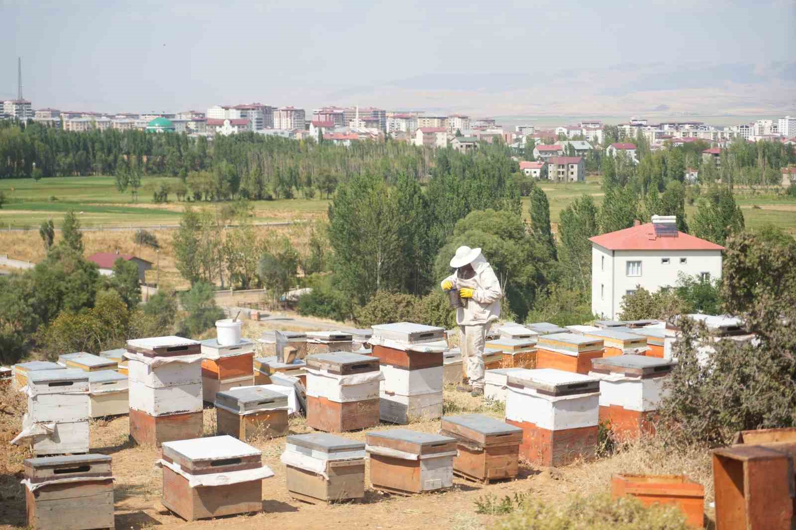 Muş’ta 600 ton bal hasadı bekleniyor
