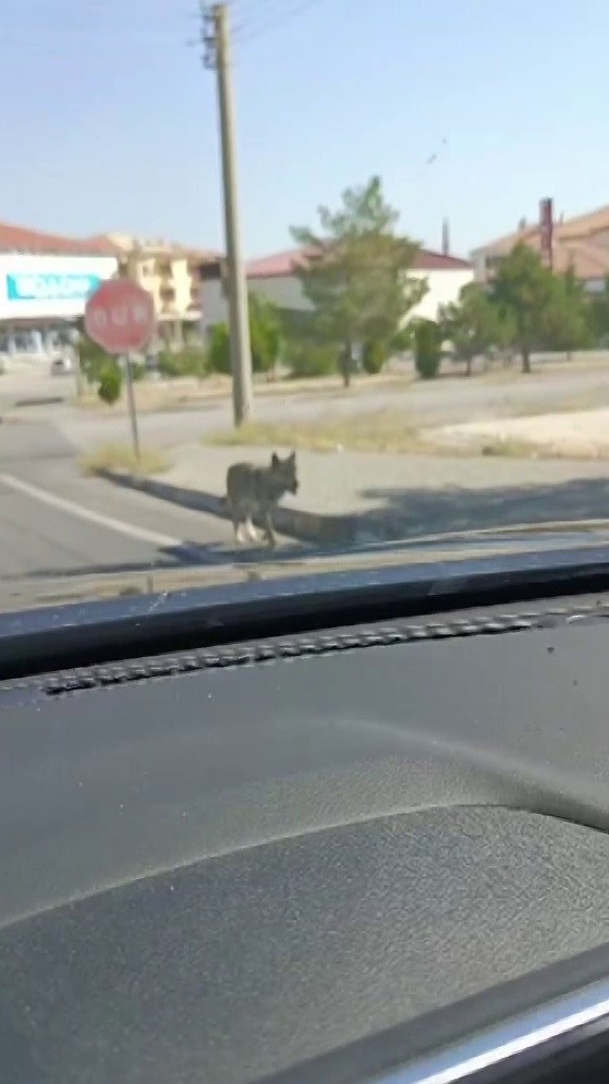 Sokakta görüldü hayrete düşürdü
