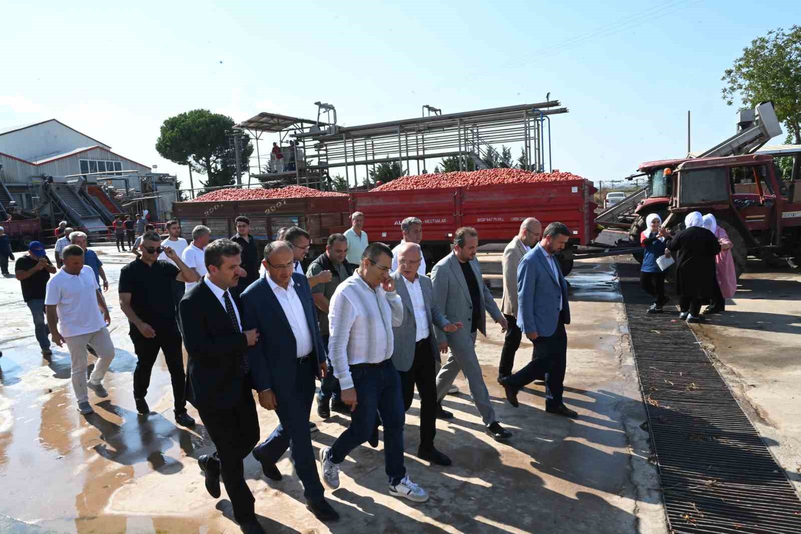 Domates tarlada kalmayacak, Bakanlıktan salça fabrikalarına destek geldi
