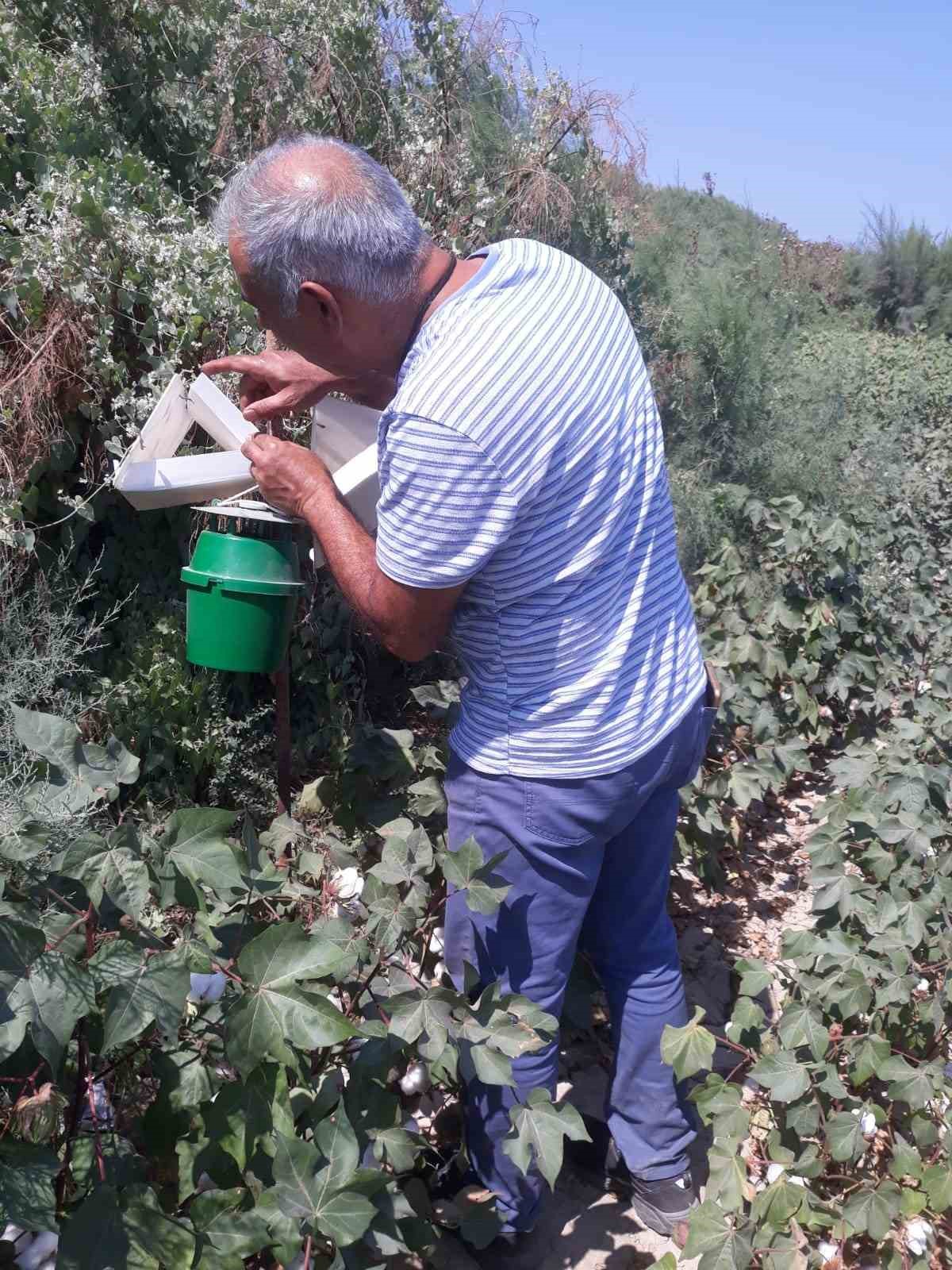 Söke’de zeytin sineği ve yeşil kurt kontrolleri yapıldı
