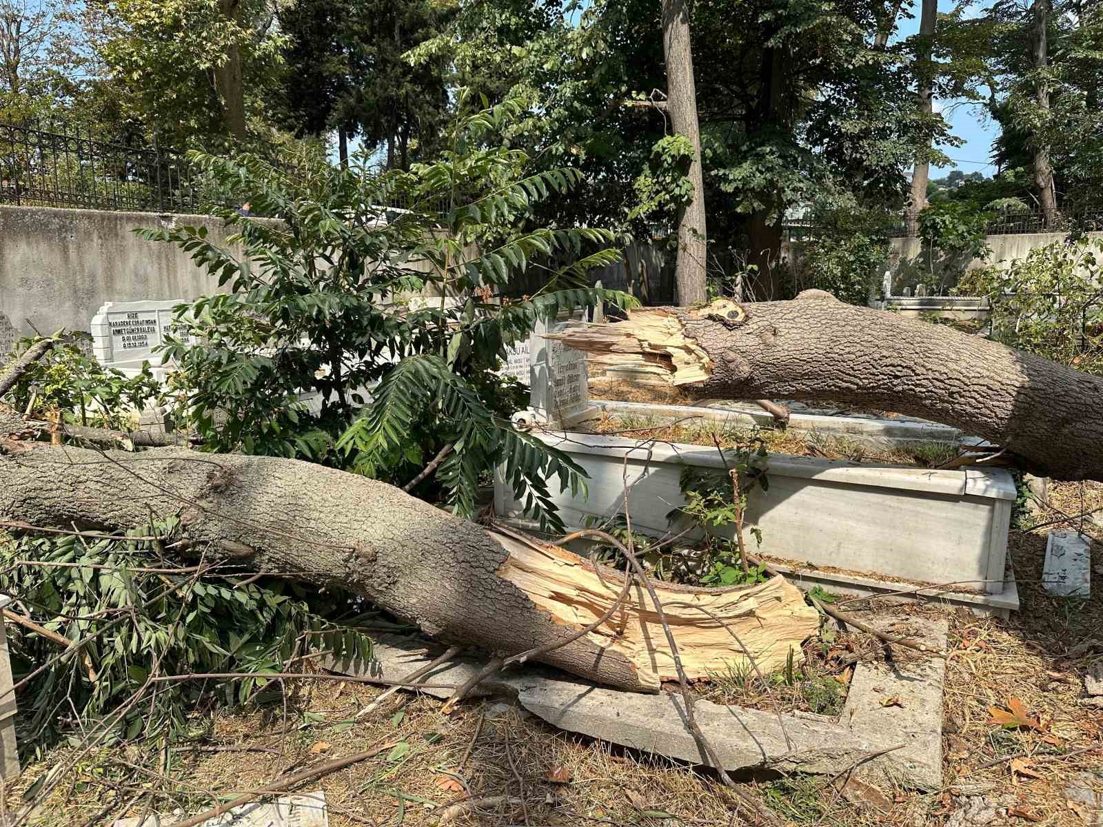 Sarıyer’de çürüyen ağaç gövdesinden koparak mezarlığa devrildi
