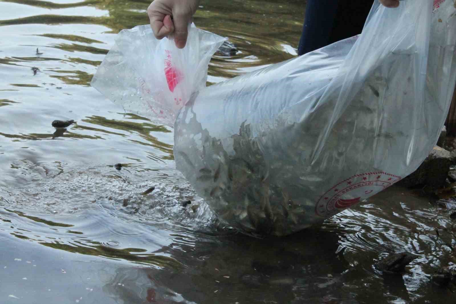 Düzce’de göl ve göletlere 35 bin sazan bırakıldı
