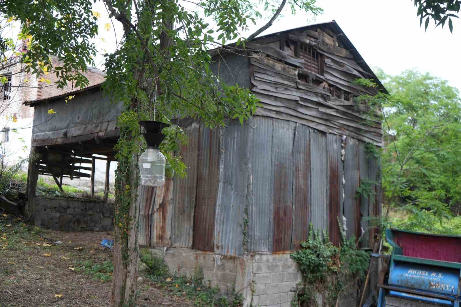 Çiftçinin baş belası kahverengi kokarca, nemi seviyor
