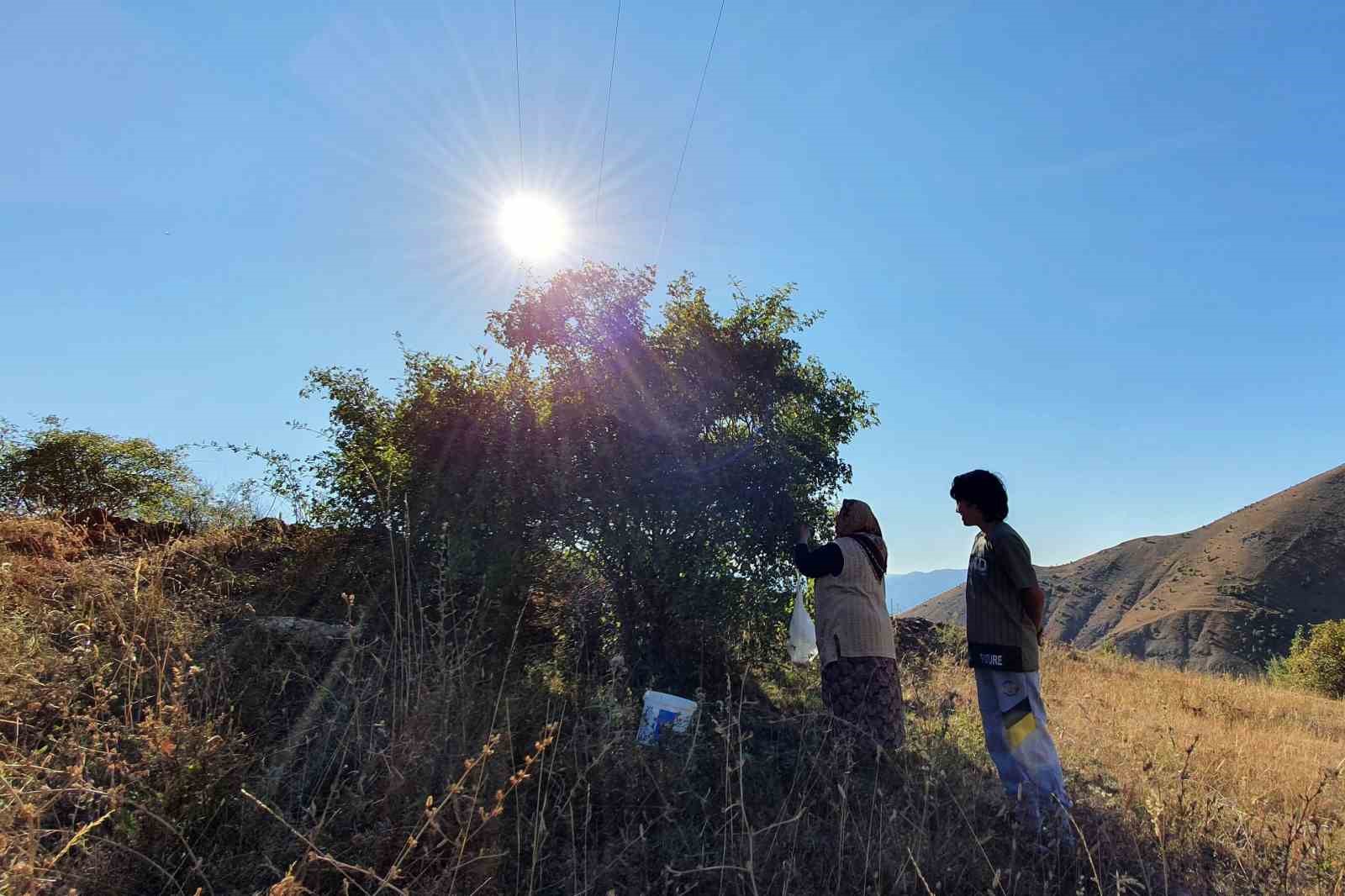 Erzincan’da kuşburnu, zorlu arazilerde toplanmaya başlandı
