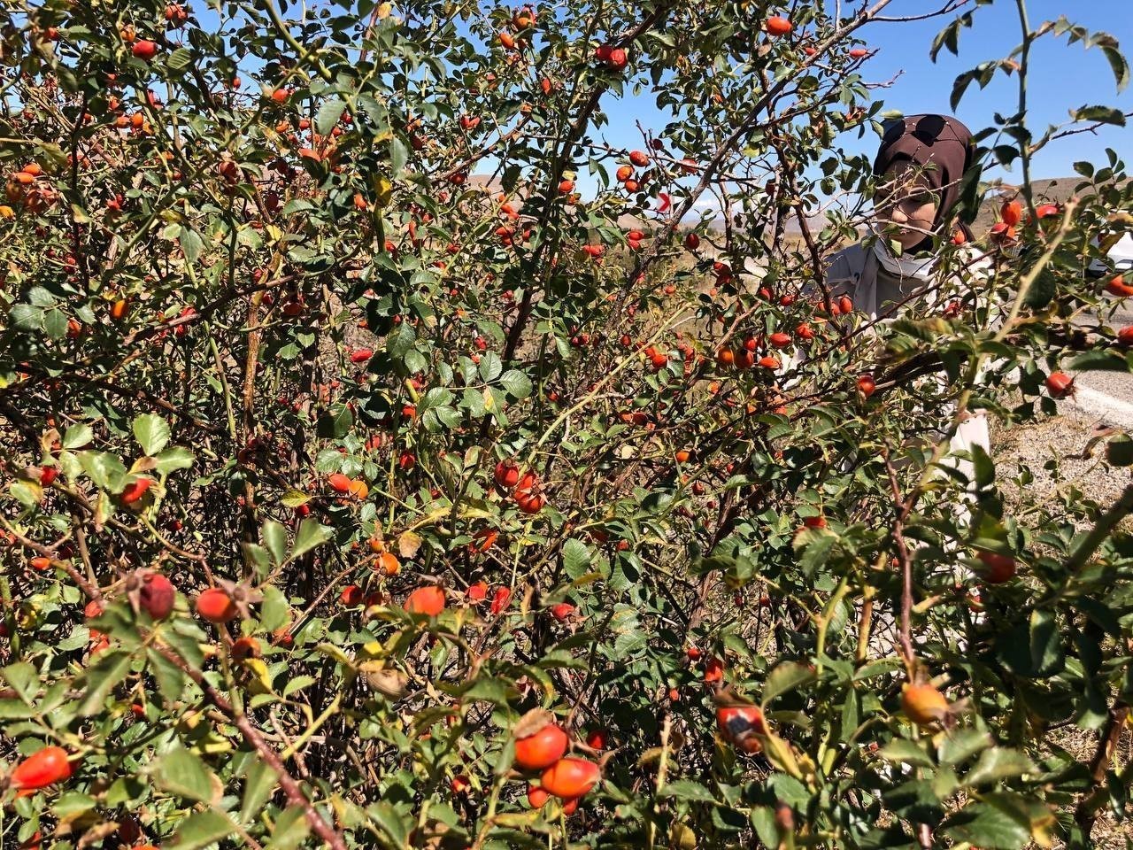 Erzincan’da kuşburnu, zorlu arazilerde toplanmaya başlandı
