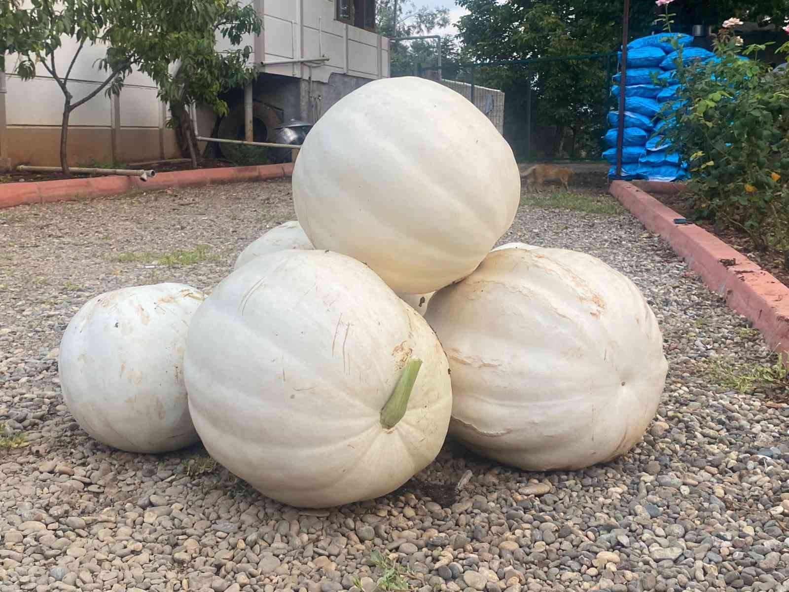 Hobi olarak evinin bahçesine kabak ekti, 500 kilo hasat yaptı
