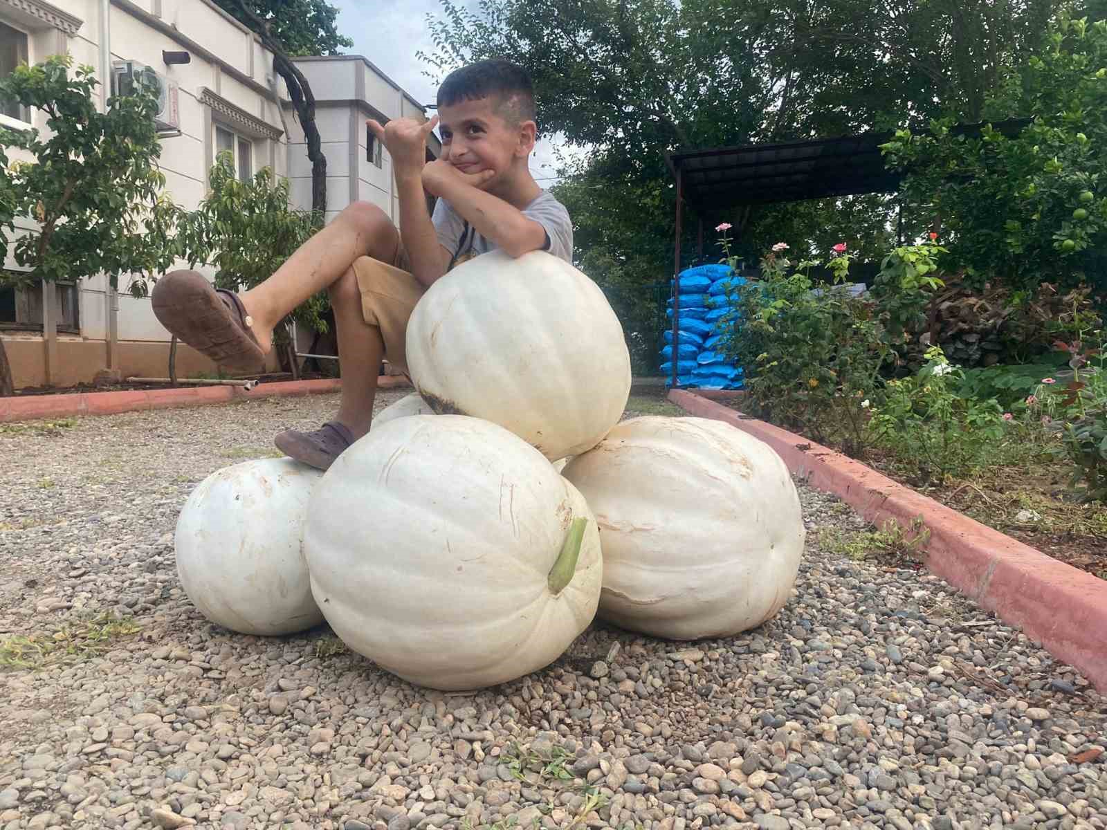 Hobi olarak evinin bahçesine kabak ekti, 500 kilo hasat yaptı
