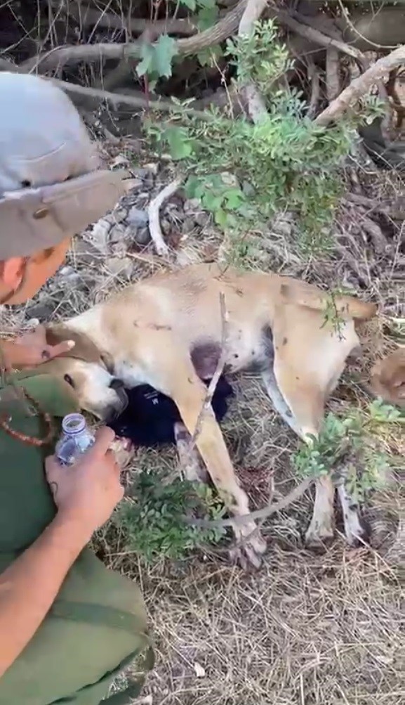 Vurulan köpeği, tedavisinin ardından sahiplenmek istiyor
