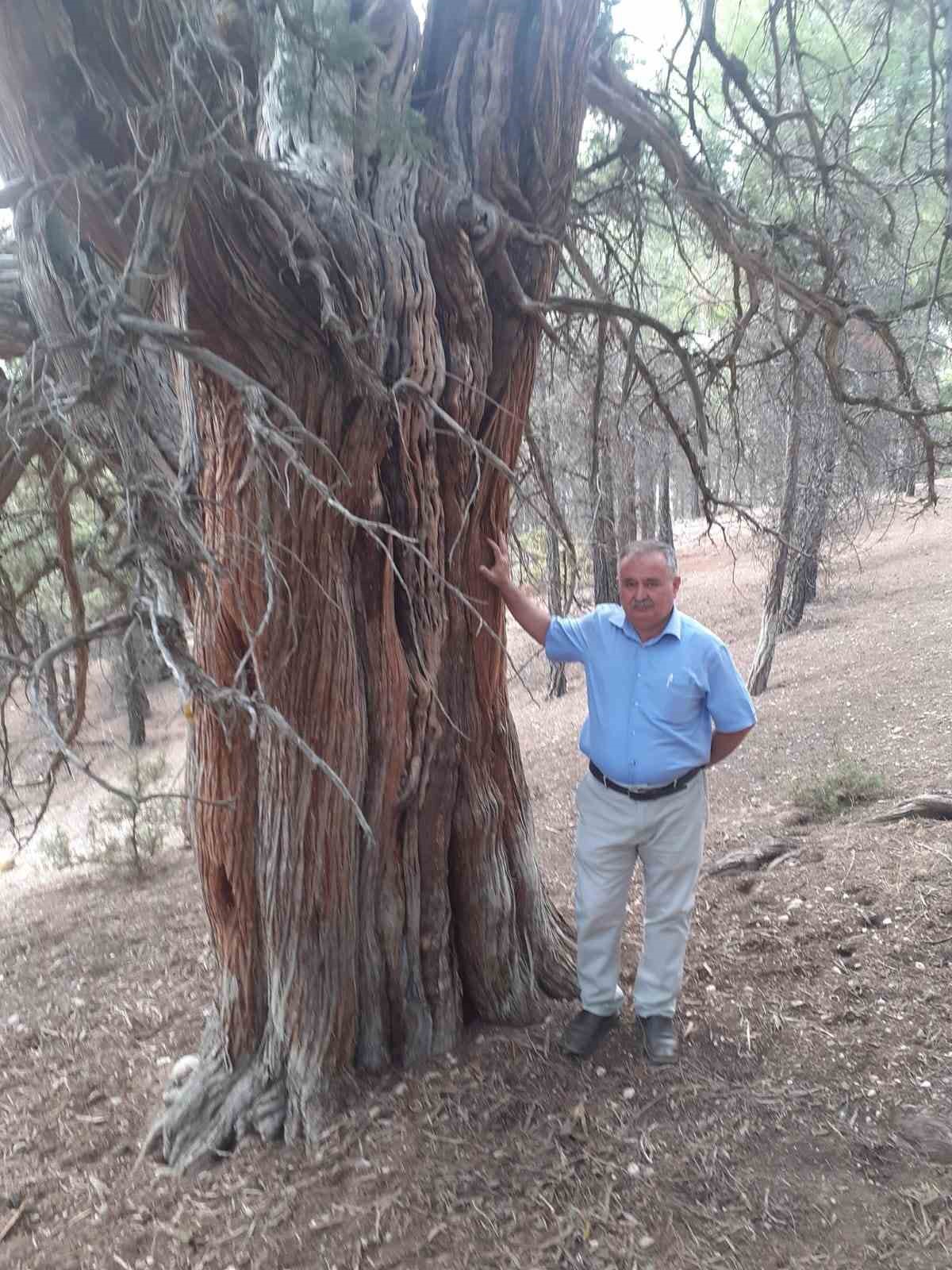 Denizli’de 700 yıllık ardıç ağacı keşfedildi
