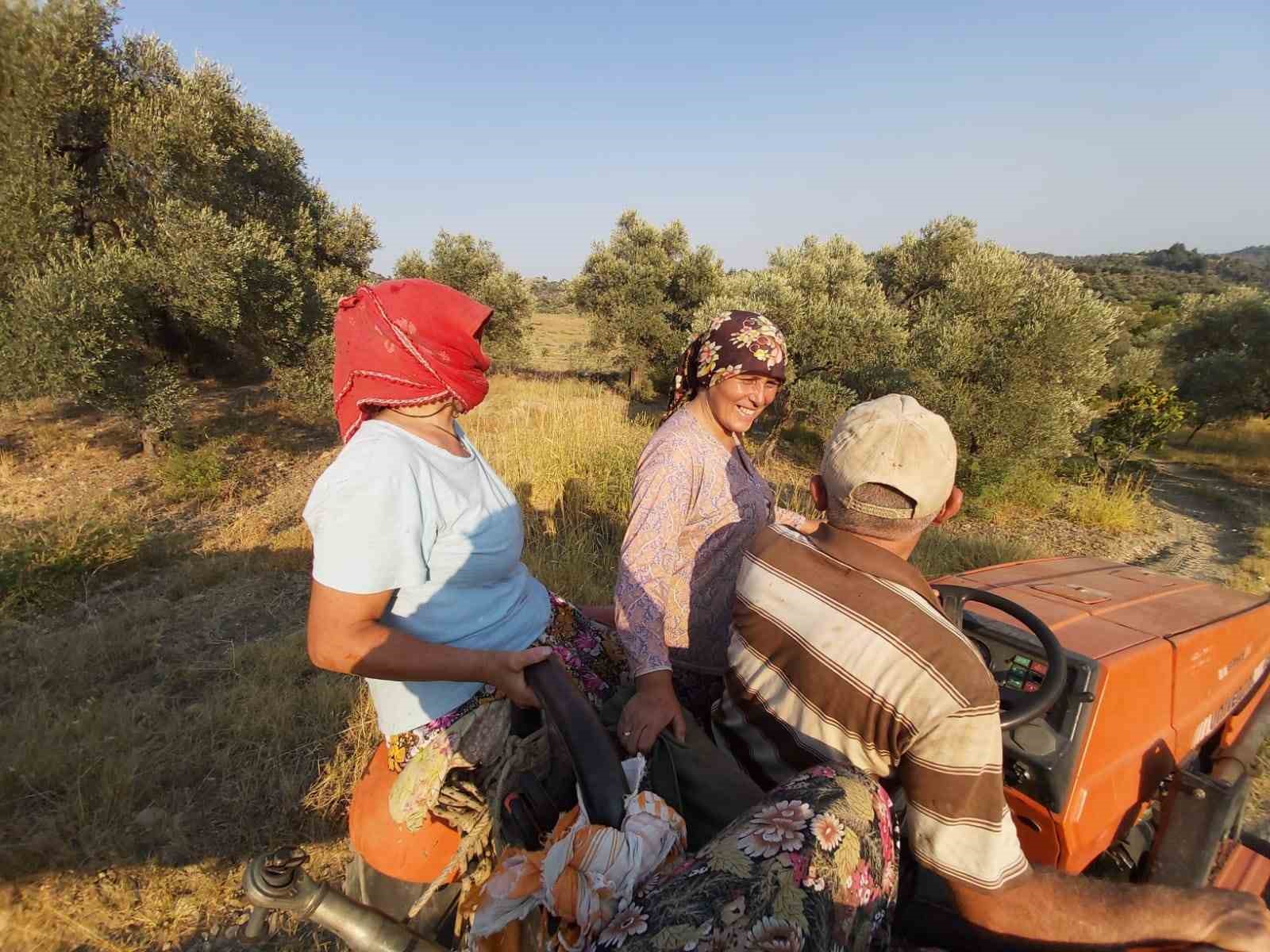 Kuraklığa rağmen Germencik İnciri kalitesiyle göz dolduruyor
