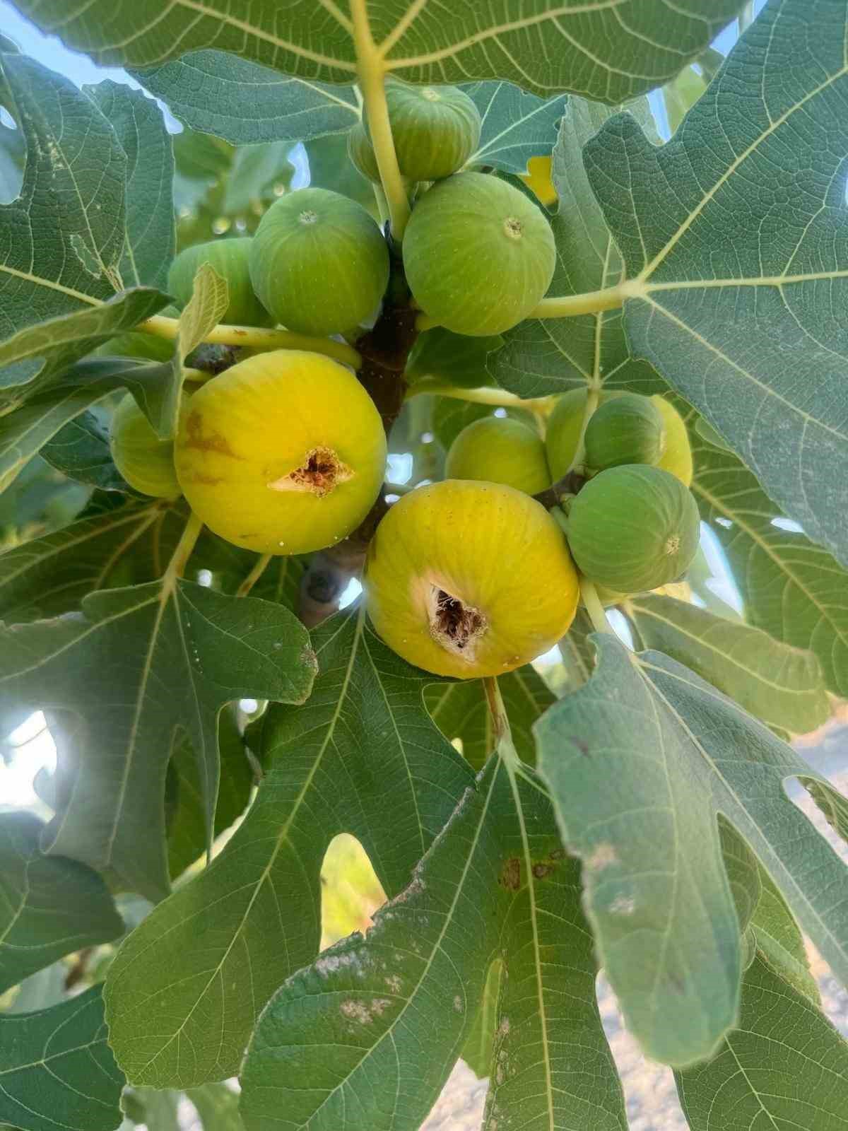 Kuraklığa rağmen Germencik İnciri kalitesiyle göz dolduruyor
