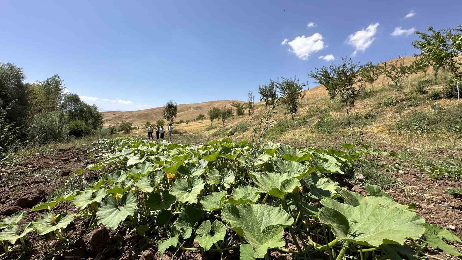 Hem öğretmen hem çiftçi
