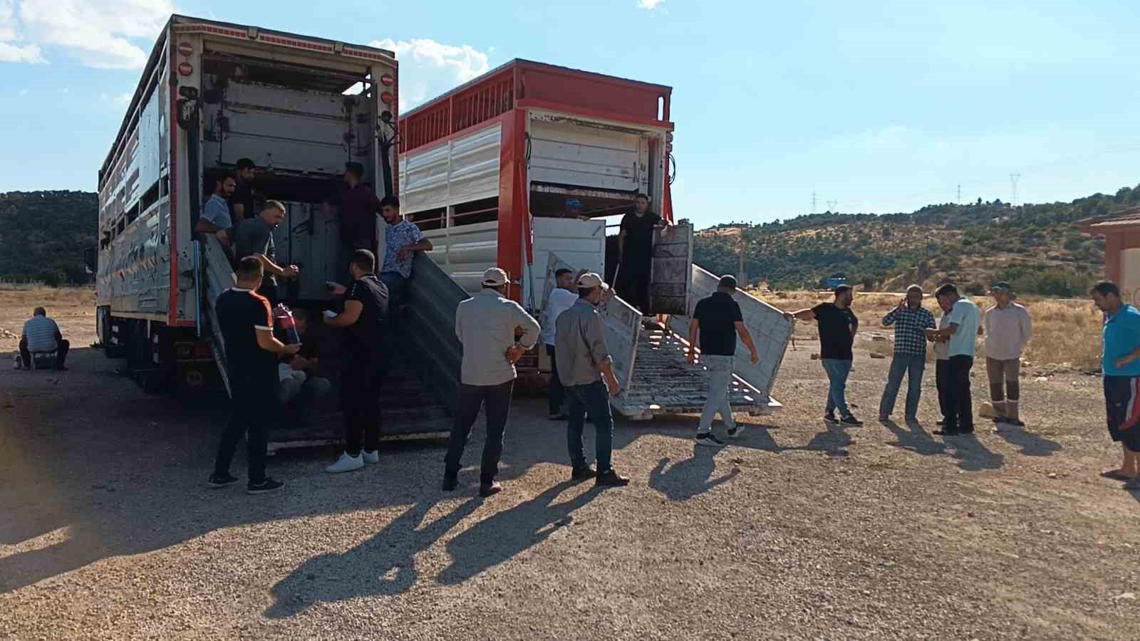 Adıyaman’da 81 gebe düve dağıtıldı
