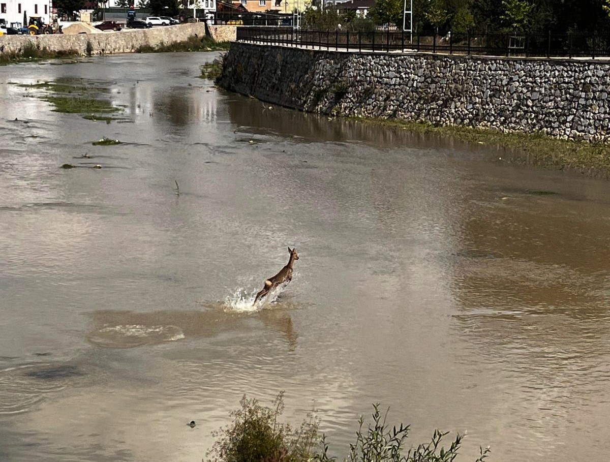 Çaya giren yavru ceylan kamerada
