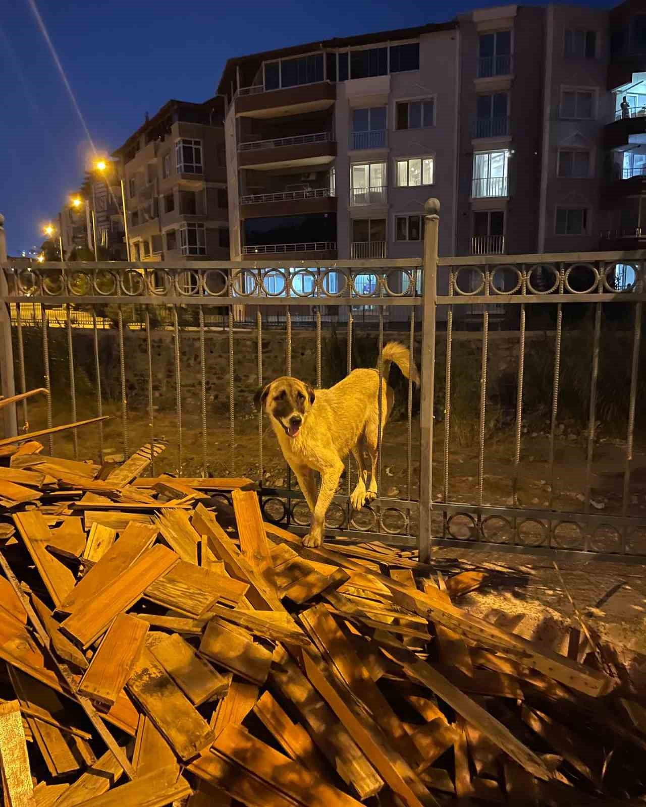 Korkuluklarda sıkışan köpeği itfaiye kurtardı
