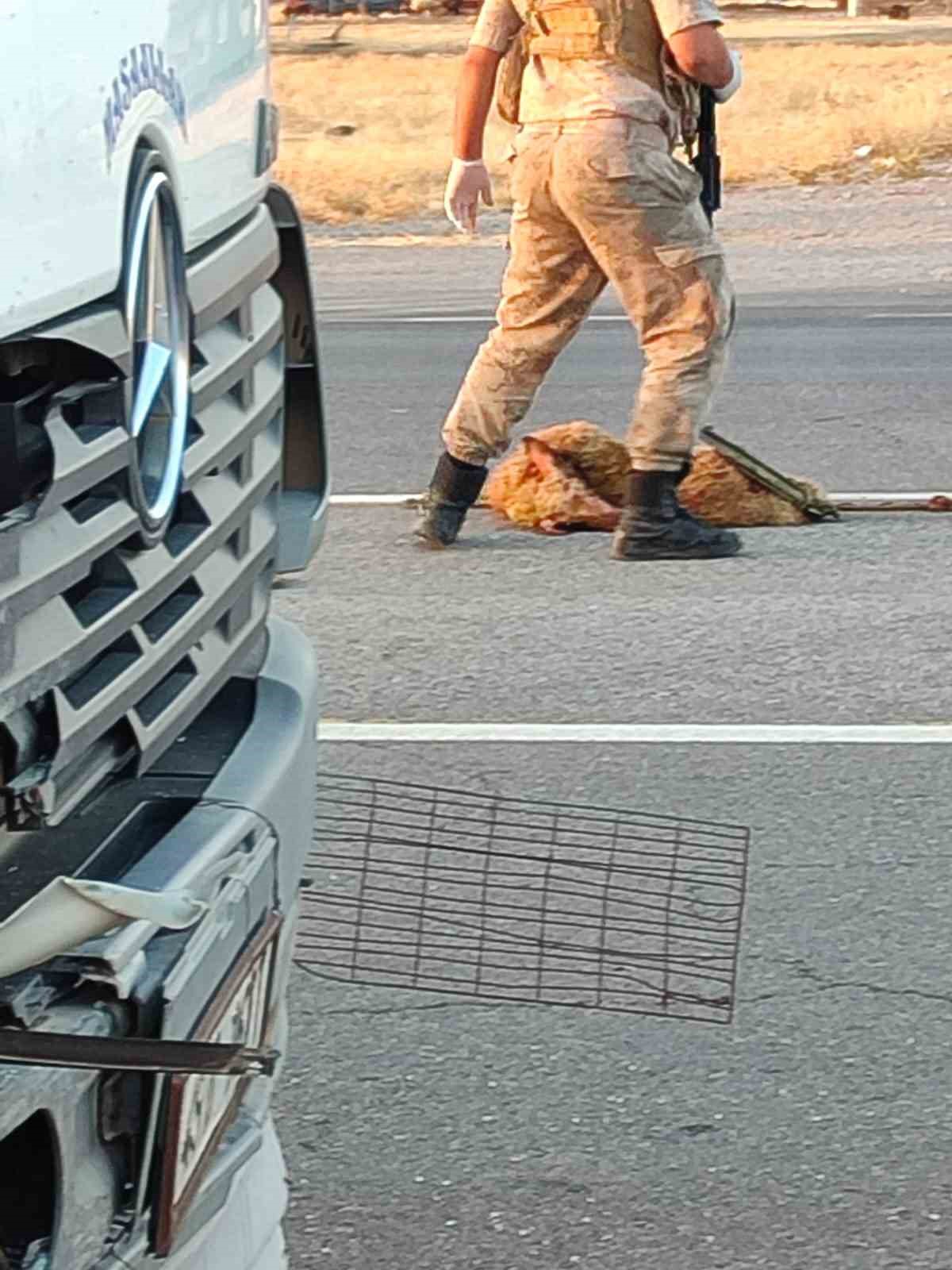 Sürüye çarpan otomobile arkadan gelen kamyon çarptı: 1 ölü, 2 yaralı
