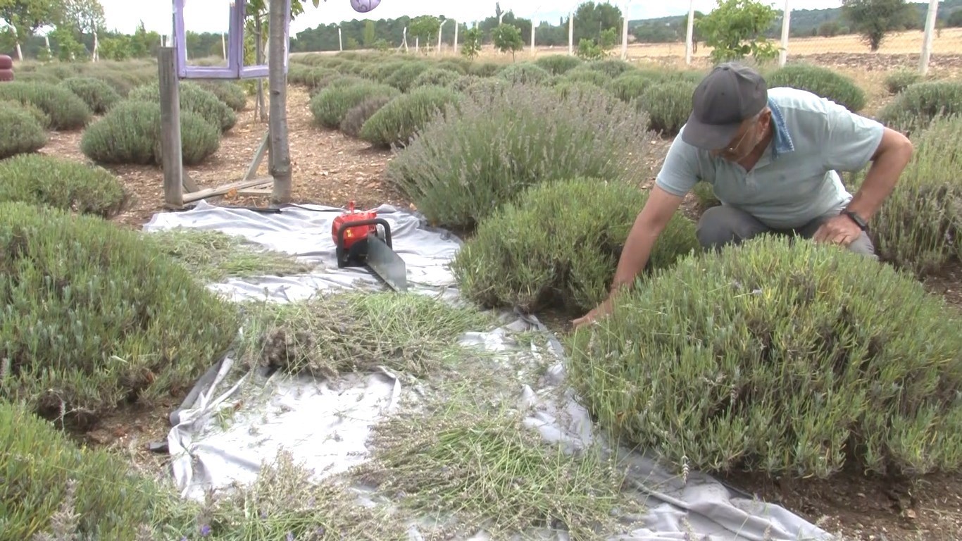 Lavanta bahçesinde hasat başladı
